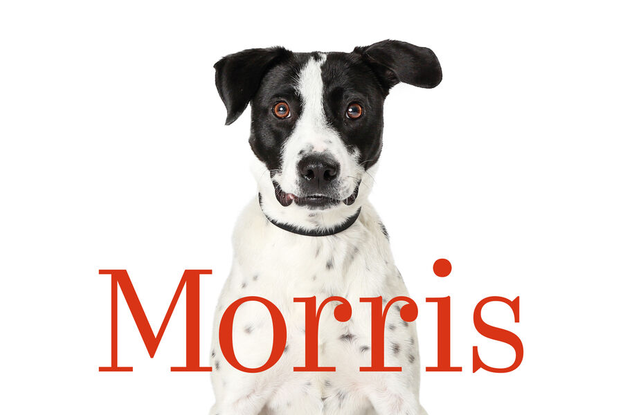 Morris: intiem vertelconcert